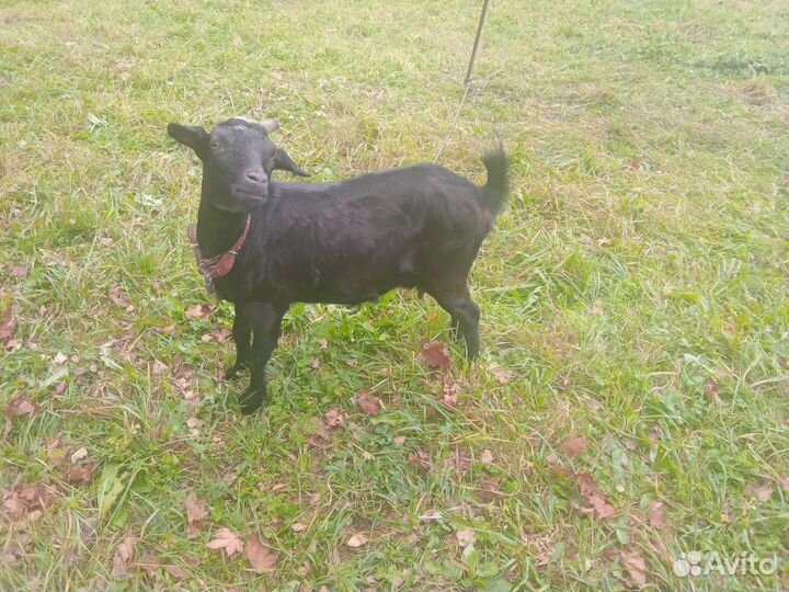 Молочные козы