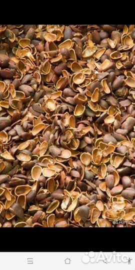 Скорлупа кедровая от орешек свежая