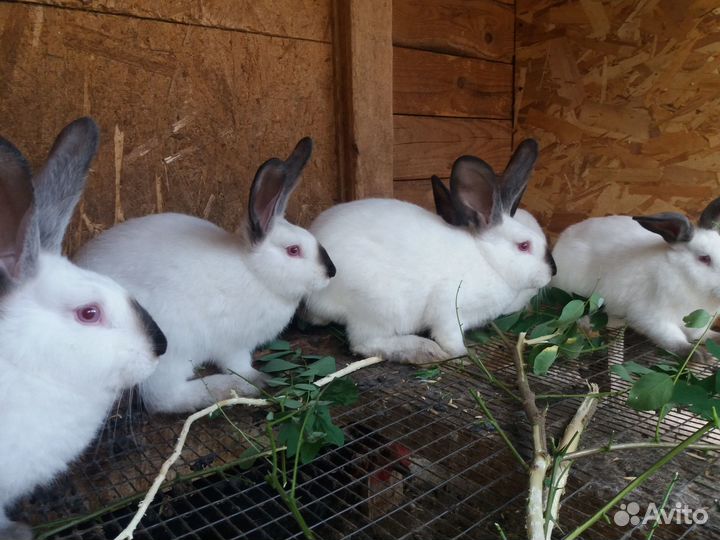 Калифорнийские кролики