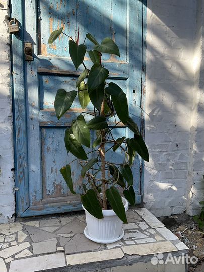 Филодендрон краснеющий