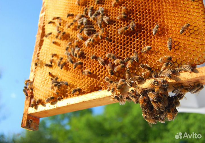 2024 Мед натуральный с Алтая оптом