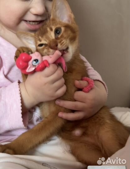 Абиссинские котята