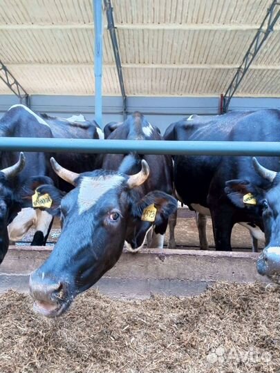 Нетели годштинской породы