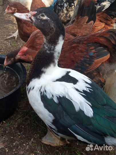 Продам молодых мальчиков индоутаки селезней