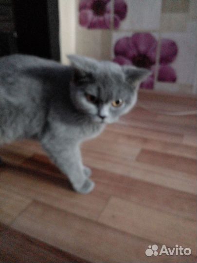 Отдам шотланских котят добрые руки