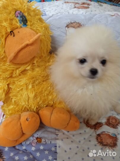 Шпиц девочка