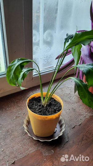 Спатифиллум