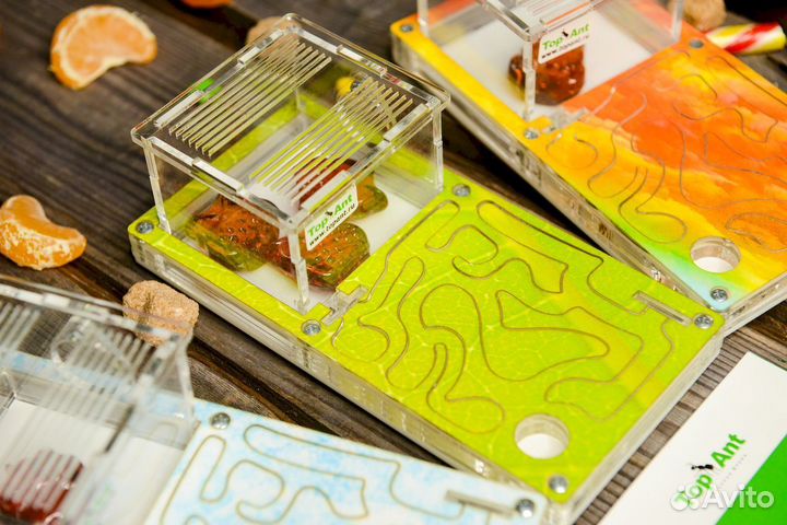 Формикарий / Муравьиная ферма