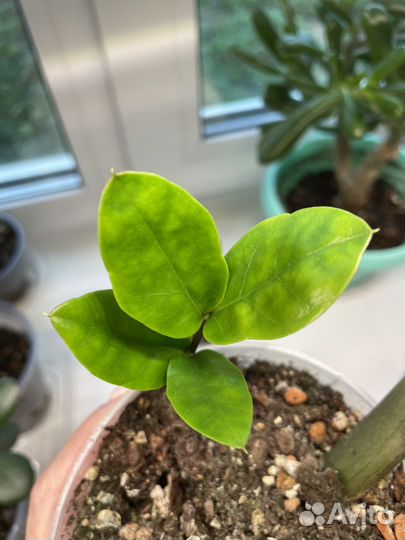 Замиокулькас, Долларовое