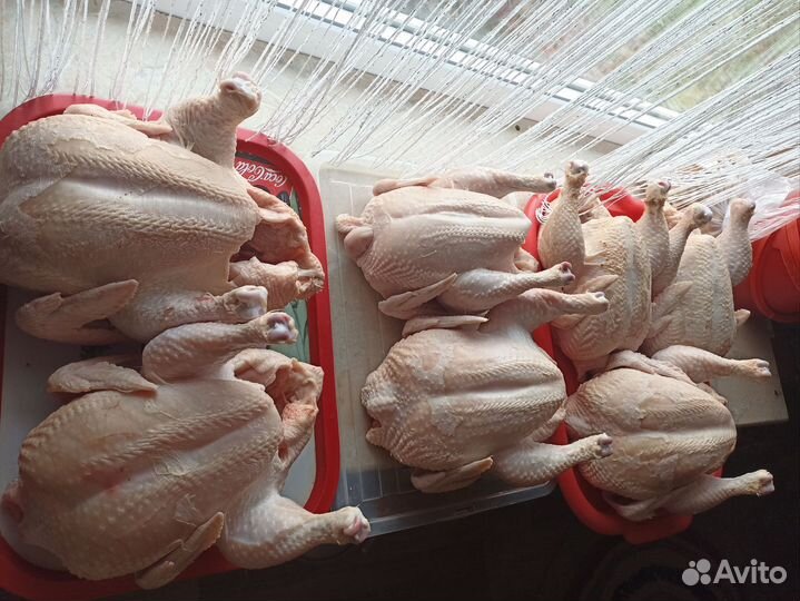 Домашние бройлеры