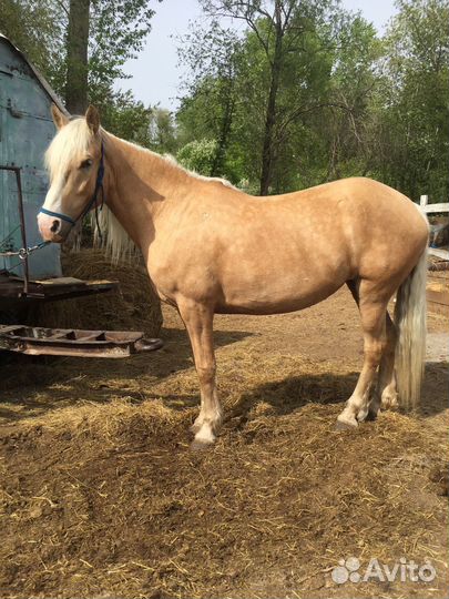 Соловая кобыла в матки