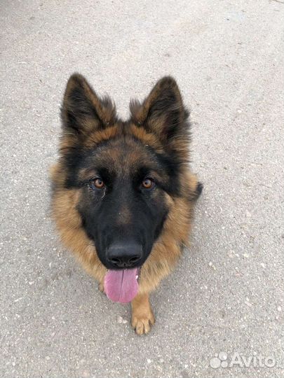 Дрессировка и воспитание собак