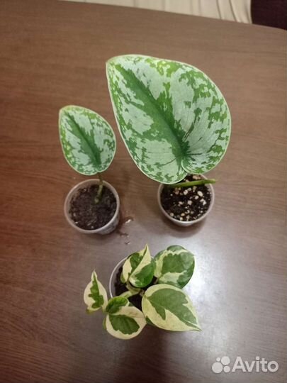 Сциндапсусы