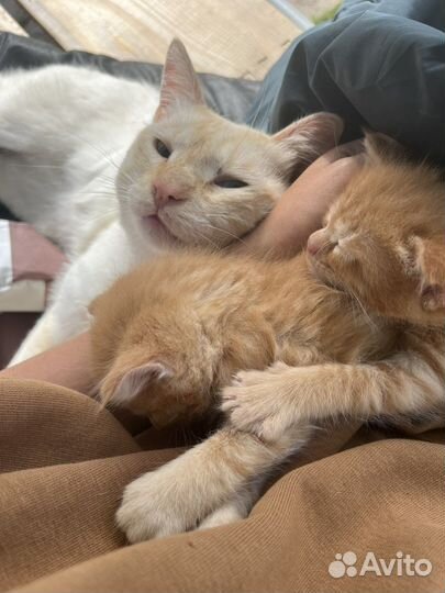Котята ищут дом