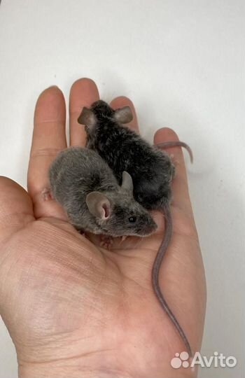 Кудрявые мыши