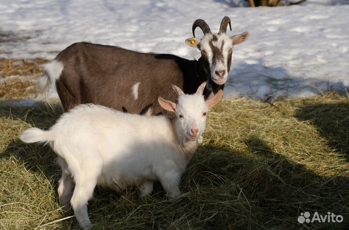 Продаются козы