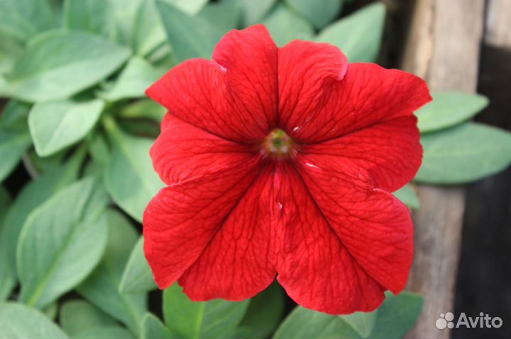 Качественная рассада петунии. На цвету