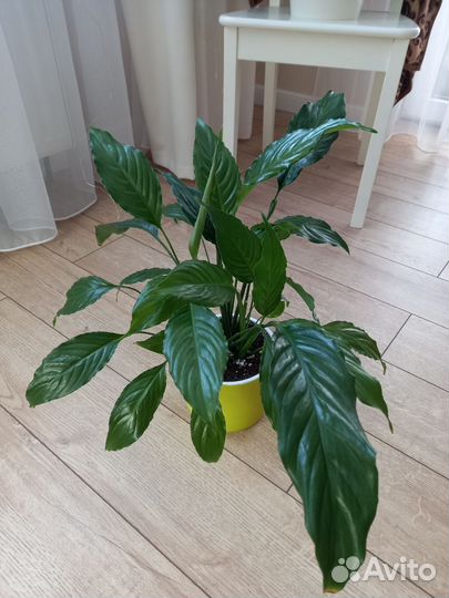 Спатифиллум