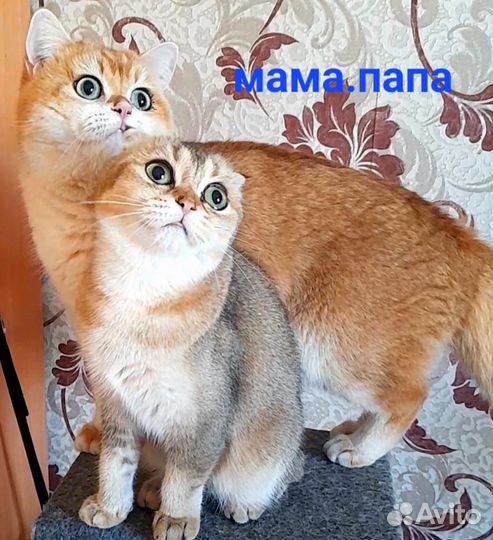 Шотландцы котики вислоухие