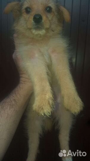 Щенок в добрые руки бесплатно