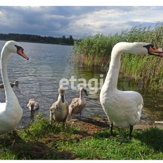 Участок 25,3 сот. (ИЖС)