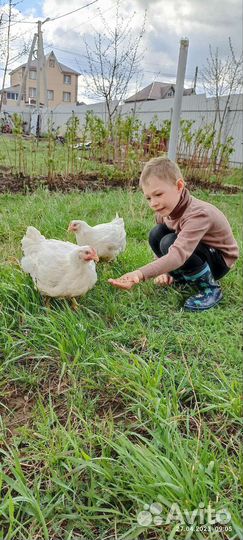 Мясо цыплят бройлеров домашних доставка