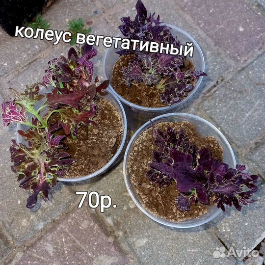 Колеусы вегетативные