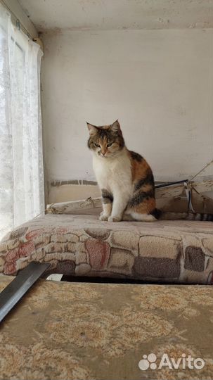 Кошки в добрые руки бесплатно