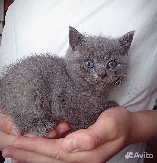 Шатланские котята