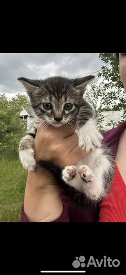 Кошка в дар бесплатно