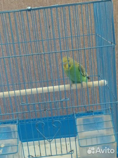 Волнистые попугаи