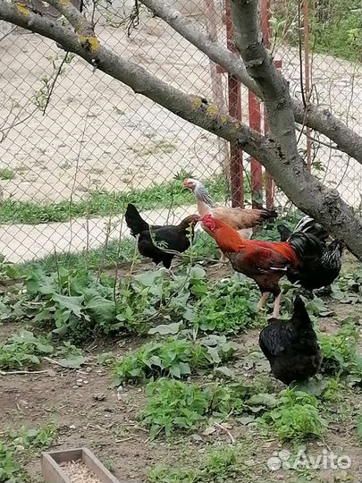 Бойцовый петух