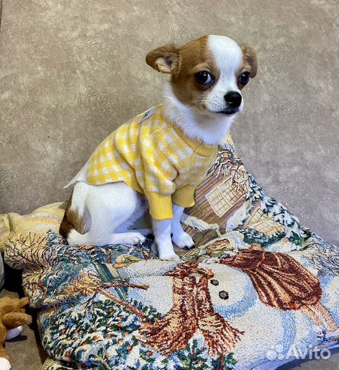 Вязка кобель чихуахуа