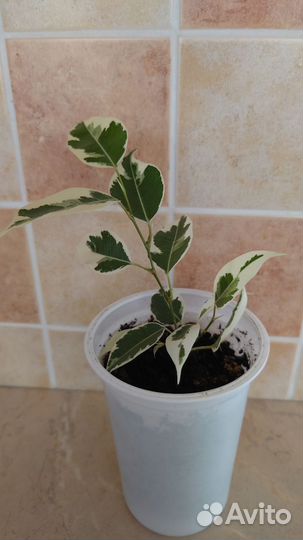 Фикус бенджамина