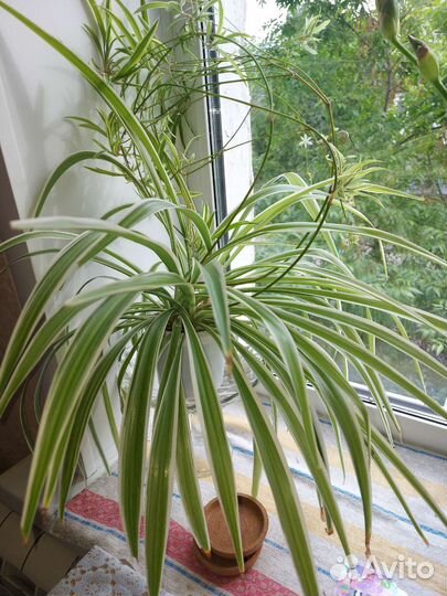 Хлорофитум полосатый детки