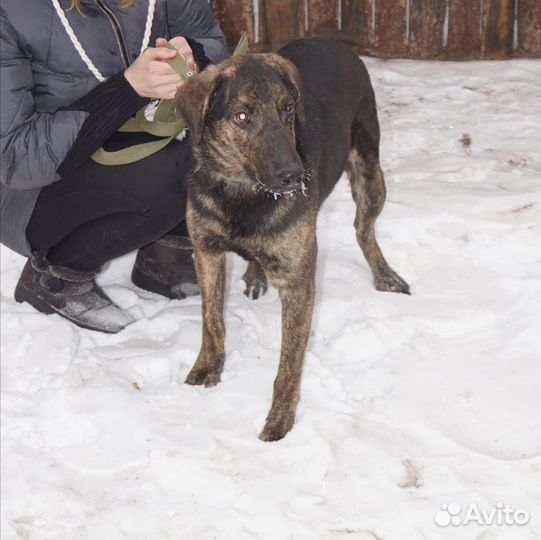 Хороший друг