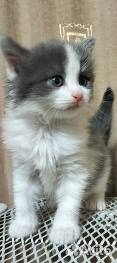 Котенок