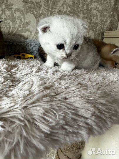 Шотландские котята