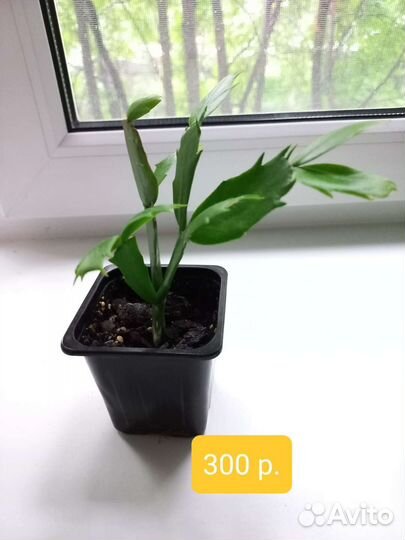 Декабрист белый