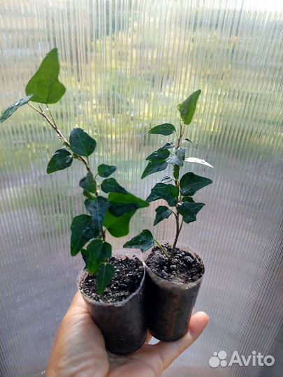 Плющ хедера сортовой