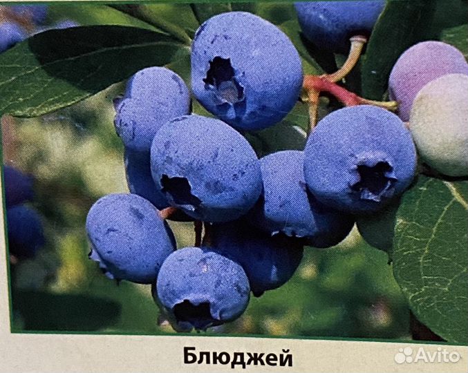 Голубика саженцы