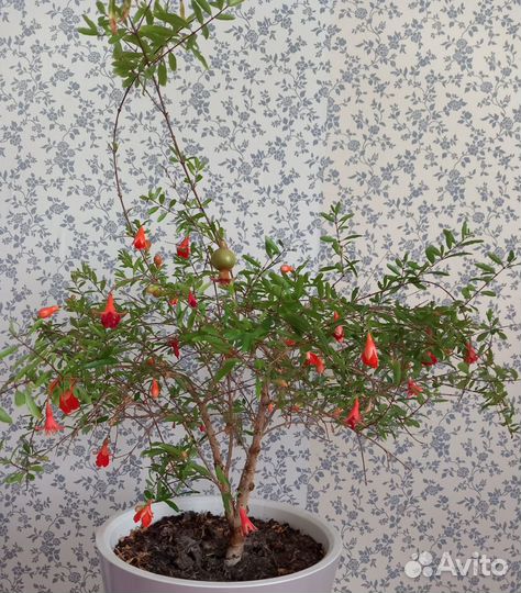 Растения экзотические комнатные