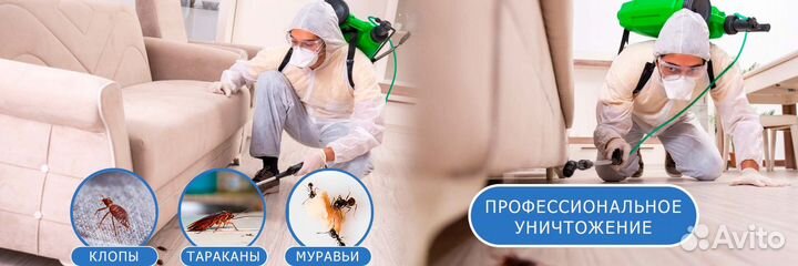 Дезинсекция от клопов от насекомых