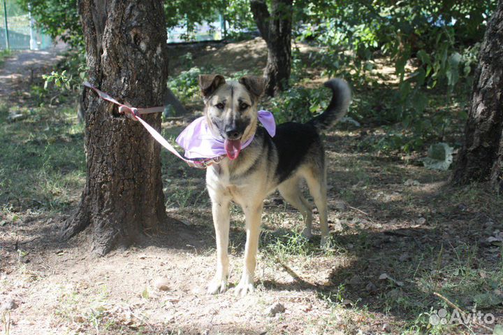 Молодая собака выживает в тяжёлых условиях приюта