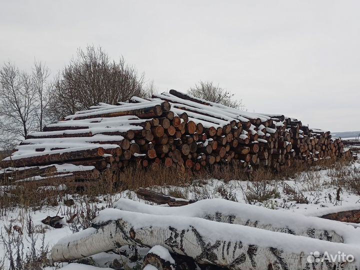 Лиственница кругляк