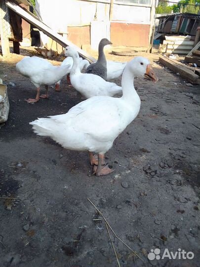 Гусята подрощенные