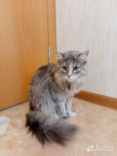 Очень красивая кошка