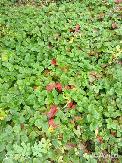 Маженцы крупной сладкой клубники бесплатно