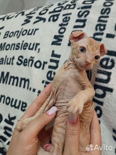 Донской сфинкс