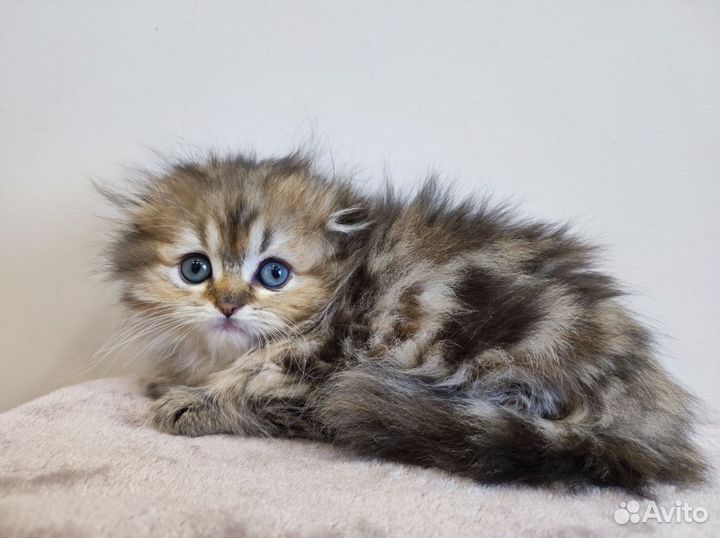 Шотландская вислоухая кошечка